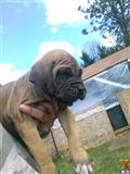 fila brasileiro puppy posted by Knight Shift Filas